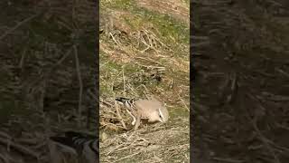 Northern Wheatear  Падкаменка звычайная birdenthusiast nature urbanbirding birdwatcher [upl. by Breeze270]