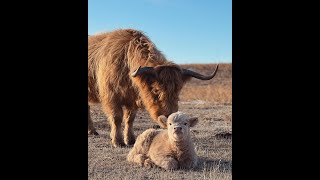 Highland Cow and Calf Cuteness [upl. by Ellekim189]