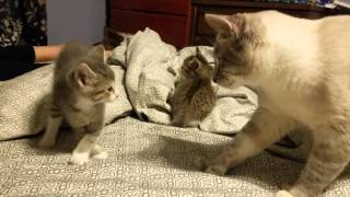 5 week old kitten vs daddy cat [upl. by Breskin]