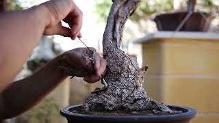 Restoring a Neglected Wild Olive Bonsai  First Steps [upl. by Eiduam]