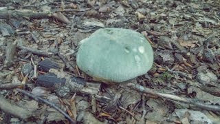 Russula virescens gibelurdina [upl. by Eillek616]