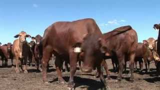 Feedlot Nutrition [upl. by Maribel]