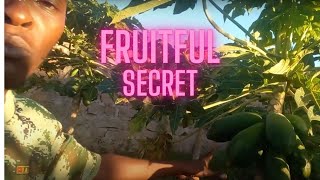 Making pawpaws fruit more agriculture farming organic [upl. by Lustig]