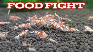 Shrimp Food Fight  Red Fancy Tiger Shrimp [upl. by Robena]