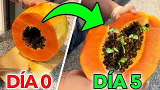 🧡 Cómo GERMINAR Semillas de PAPAYA en CASA 🤩 Así lo puedes hacer PASO A PASO [upl. by Dwayne730]