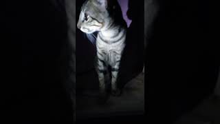 cuteanimals cats funny catlover kittenlife [upl. by Niaz]