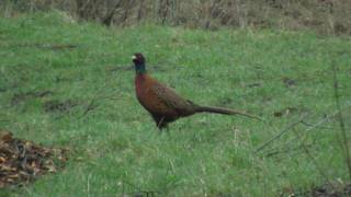 Common Pheasant Phasianus colchicus  Fasan [upl. by Dettmer]