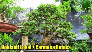 Bonsai Hokianti Lokal  Carmona Retusa Bonsai [upl. by Smeaj524]