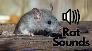 Rat Sound Effects Squeaking Screeching  No Copyright [upl. by Enieledam792]