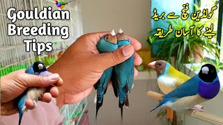 Gouldian Finch se Breed Lene ka Best Tarika  Lady Gouldian Finch Breeding Tips [upl. by Inram]