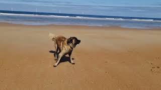 A DAY OUT TO BLYTH BEACH IN NORTHUMBERLAND WITH A LEONBERGER [upl. by Ykcin639]