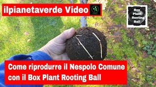 Come riprodurre con la margotta il Nespolo Comune Mespilus Germanica con il Box Plant Rooting Ball [upl. by Tnecillim343]