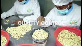 AFRGO CASHEW Nuts  Your Cashew Business Partner in EU [upl. by Korwun]