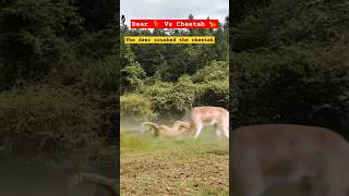 Wildlife Deer 🦌 crushed Cheetah 🐆  Intense Fight wildlife deer animals [upl. by Vinita681]