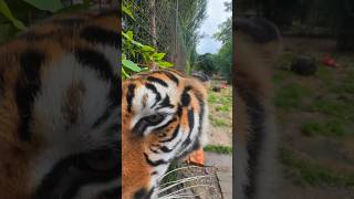 Eros aime t’il l’herbe à chat  lion normandie tiger whitetiger bigcats [upl. by Aneladgam]