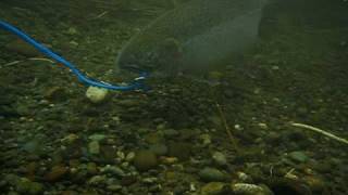 Walking a steelhead in the satsop river during a fishing trip [upl. by Inej]