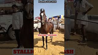 Stallion dilkash sire dilbagh at pushkar fair 2024 [upl. by Rola]