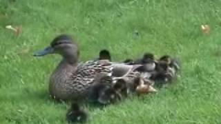 Mother Duck amp 12 Little Baby Ducklings Cute Full version [upl. by Aicerg794]