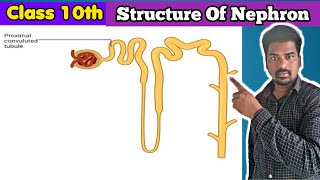 Structure Of Nephron  Nepron Structure  Nephron [upl. by Rosie]