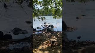 The Conagree river walk with me music soul rnb nature river spots southcarolina fyp [upl. by Neumeyer]