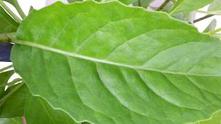 Sambung NyawaLongevity SpinachLeaves of the GodsGynura Procumbens [upl. by Novahc850]