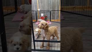 Maltipoo Puppies For Sale [upl. by Nyliram]