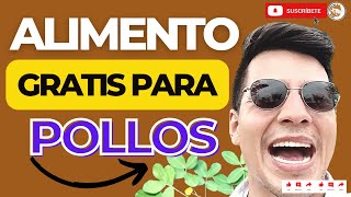 🌟COMO SEBRAR MANÍ FORRAJERO PARA ALIMENTAR POLLOS🐔GALLINAS🐓 CERDOS🐷 VACAS 🐄 USOS DEL MANÍ FORRAJERO😎 [upl. by Damaris]