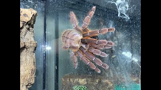 Phormingochilus sp rufus  the Peach Earth Tiger egg sack removal [upl. by Atinot]