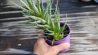 Propagating Zebra Succulent with all updates [upl. by Claiborne]