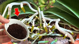 Just Coffee Suddenly Weak Orchid Grows 1001 Roots And Blooms Super Flower [upl. by Trumaine]