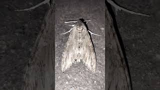 Convolvulus hawk moth [upl. by Leerzej853]