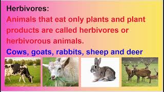 OMNIVORES CARNIVORES HERBIVORES ANIMALS FOOD HABITS [upl. by Nilac]