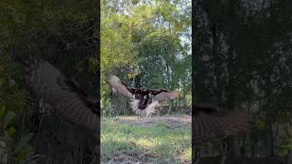 Amazing skill Eagle hunt their prey birds bigeagle [upl. by Nagol]