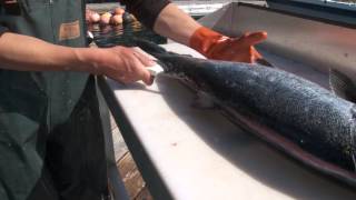 How to fillet a salmon [upl. by Aidnahs]