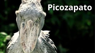 Picozapato  Balaeniceps rex [upl. by Colwell]