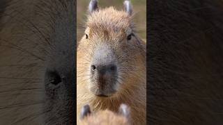 5 FACTS ABOUT CAPYBARAS YOU WONT BELIEVE [upl. by Irahcaz]