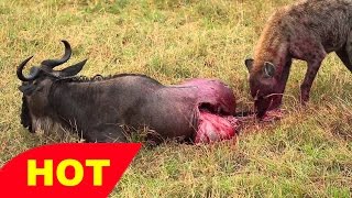 HD Lions Documentary BigCat IN ACTION AFRICA WILD LionsLeopard and more [upl. by Nnaillij]