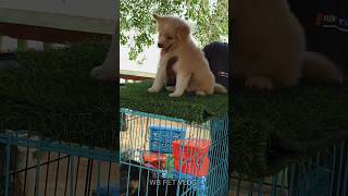 German sprite puppy in shirampur dog market yt short viral kolkata dog puppy pet ytshots [upl. by Burnham]