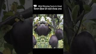 10 Mind Blowing Facts In Hindi10 Interesting Facts in HindiShorts [upl. by Anelej423]