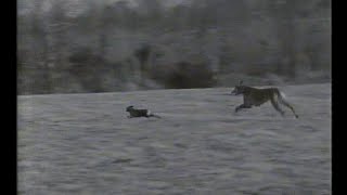 Discovery Hare Coursing 1966 [upl. by Hooge]