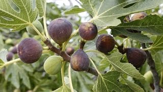 How to Grow Figs  Complete Growing Guide [upl. by Rimola]