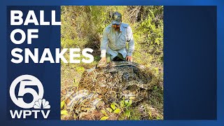 BALL OF SNAKES  Wildlife experts capture 500 pounds of Burmese pythons in Florida [upl. by Lecrad]