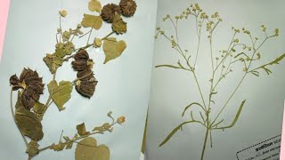 How to make Herbarium filewild plants [upl. by Leeanne]