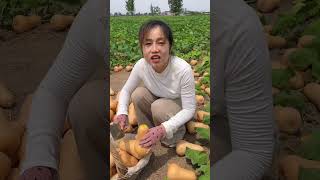 Melon cutting is very unique and deliciouce melon eat very sweet melon nature [upl. by Hadnama420]