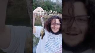 Bluegill eats swimbait twice its size [upl. by Gillett]