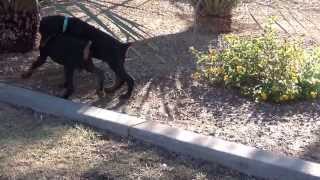 Doberman  European Doberman Pinscher Puppies  for sale [upl. by Gardell]