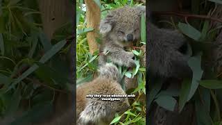 🐨🌿 What do Koalas Eat koala animals australia [upl. by Llemaj]