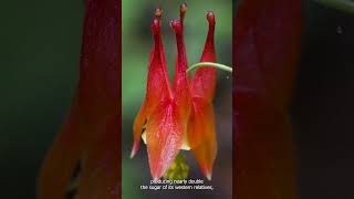 Red Columbine Aquilegia Canadensis [upl. by Sachiko]