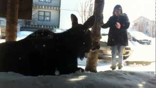 Lady petting a wild moose in Alaska [upl. by Alak]