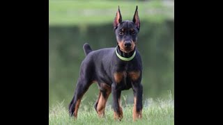 Doberman Puppies for Sale [upl. by Underwood246]